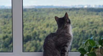 котка у дома