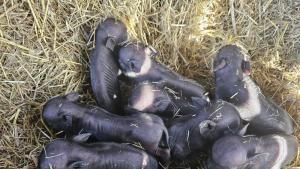 Осем малки прасенца се родиха в Зоопарк Бургас   Животинките които ще радват