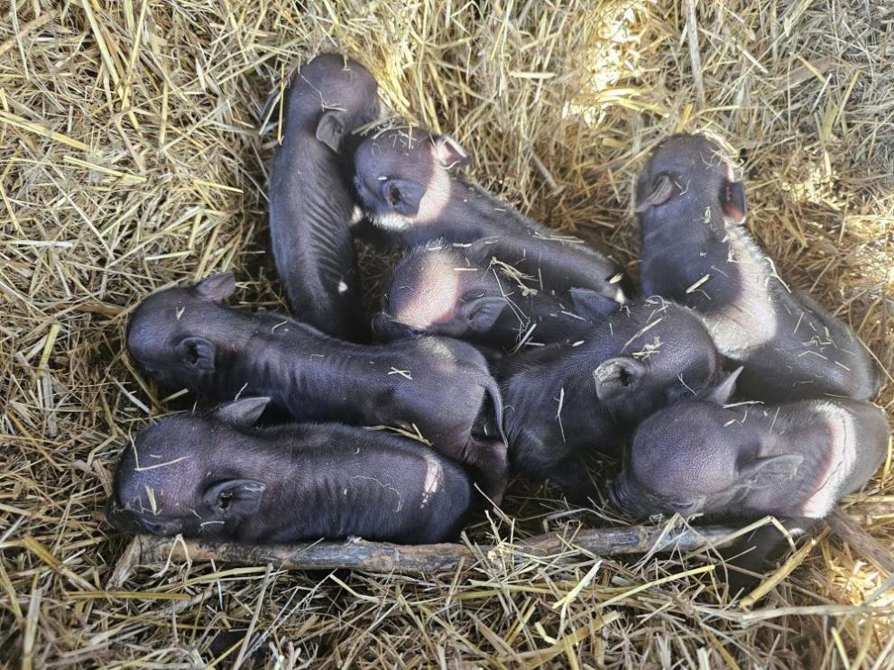 Осем малки прасенца се родиха в Зоопарк-Бургас.  Животинките, които ще радват