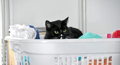 котка в кош за пране