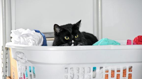 4 интересни причини защо котката харесва чистото ви пране