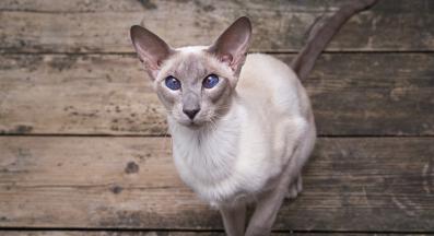 Ориенталска късокосместа котка