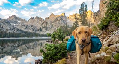 куче приключение