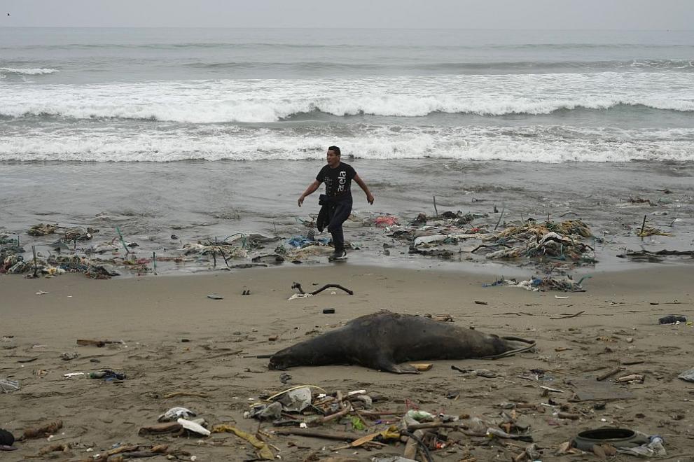 Стотици морски лъвове и ушати тюлени са открити мъртви по
