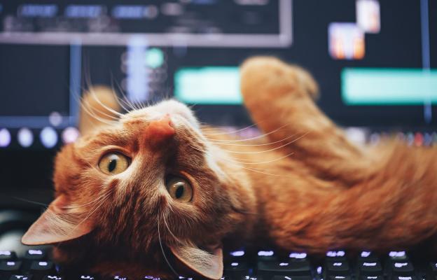котка върху клавиатура