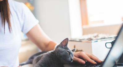 котка върху клавиатура