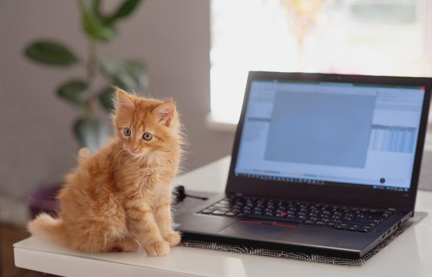 котка върху клавиатура