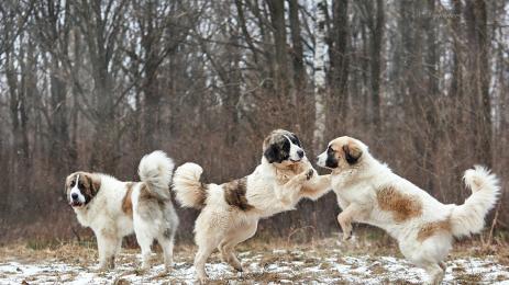 овчарски кучета