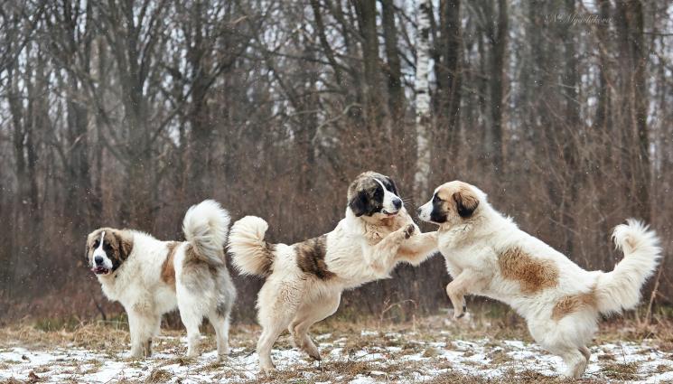 овчарски кучета - КОШМАР: Пет овчарски кучета разкъсаха 27-годишна медицинска сестра!