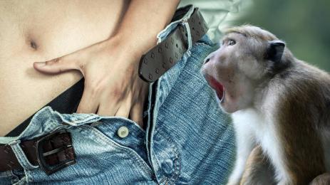 маймуна изнасилване човек