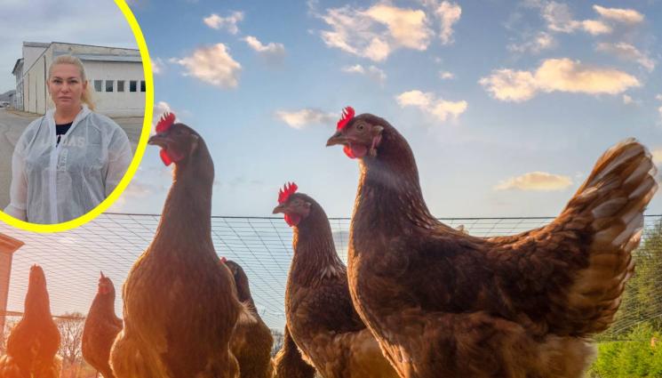 Калина Широкова - Бум на птичи грип, морят 400 000 пернати