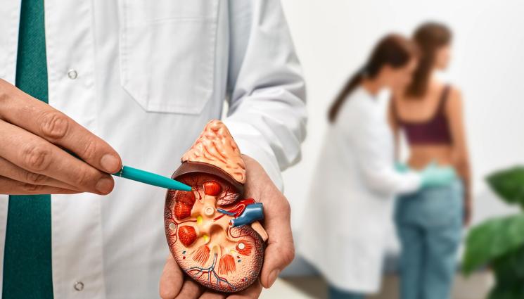 бъбреци - ВНИМАНИЕ: Тъмна урина издава възпаление на бъбреците