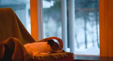 куче спи зима