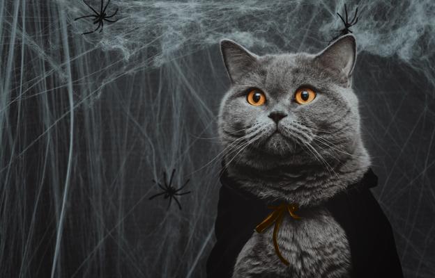 котка на Хелоуин