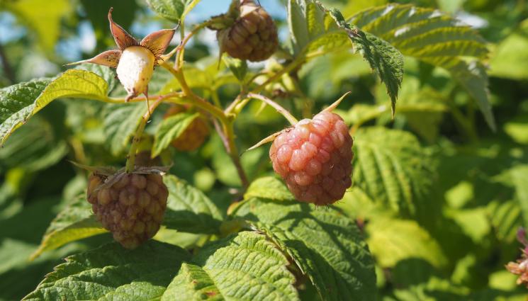малини - Агро Телеграф: Засаждаме малините и френското грозде