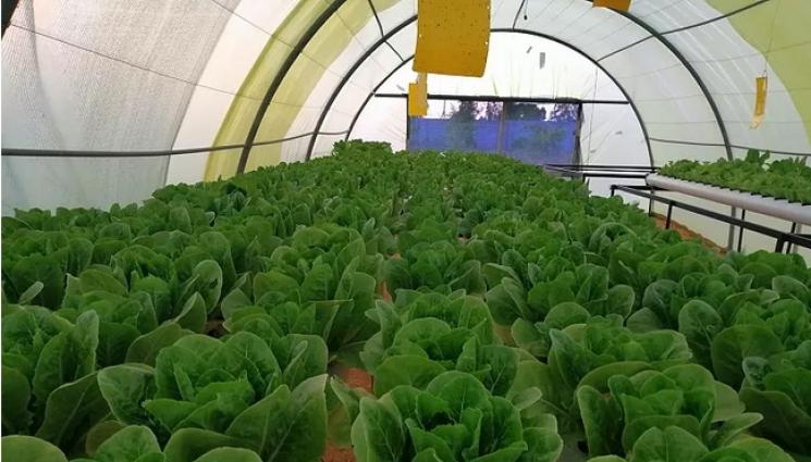 зеленчуци оранжерия - Агро Телеграф: Хидропониката е дар от бога за Либия и Йордания