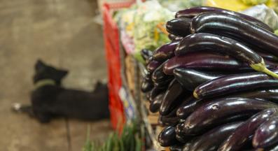 куче патладжан