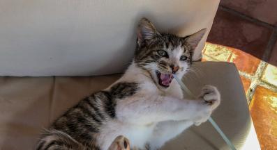 котка играе със сламка