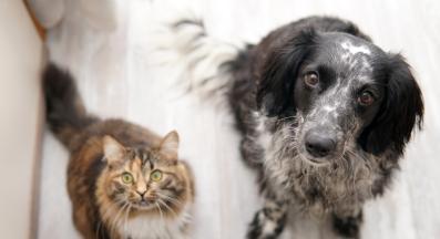 котка и куче