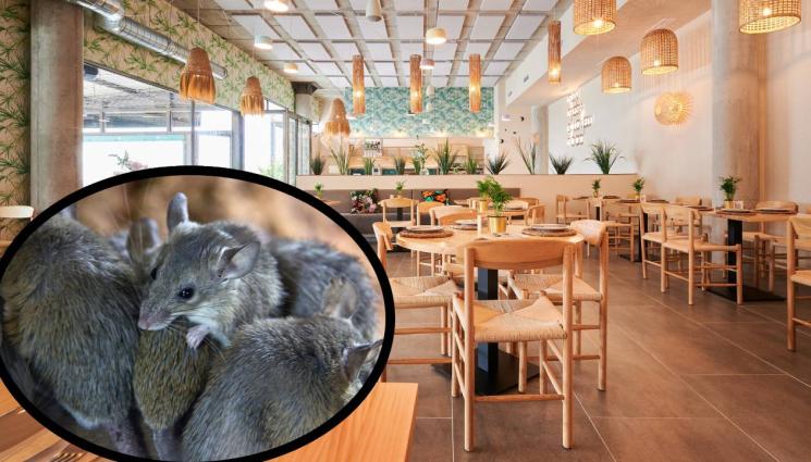 мишки - ЗАРАДИ ГАЗА: Активист хвърли мишки по хранещи се в заведение (ВИДЕО)