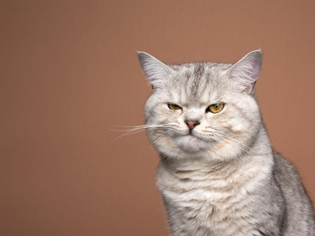 Котките могат да използват стотици изражения на лицето за да