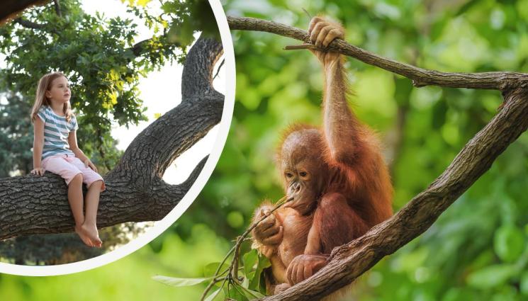 маймина - НАМЕРИ СИ ДЕТЕ: Маймуна отвлече момиченце!