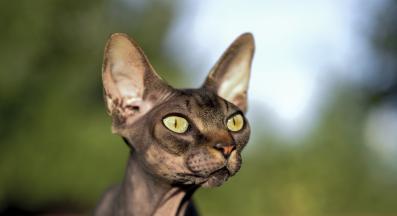 котка Сфинкс