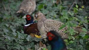 Най новите обитатели на парк Бачиново са красиви фазани съобщиха от