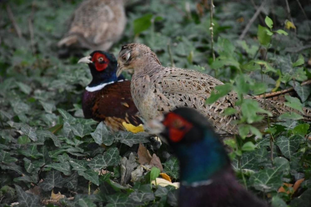 Най-новите обитатели на парк Бачиново“ са красиви фазани, съобщиха от