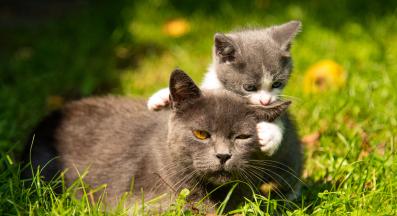 майка и котенца