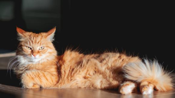 Независими ли са котките? Какво казва науката?