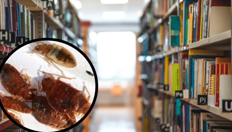 дървеници - СЪЩИНСКА НАПАСТ: Дървеници затвориха библиотека