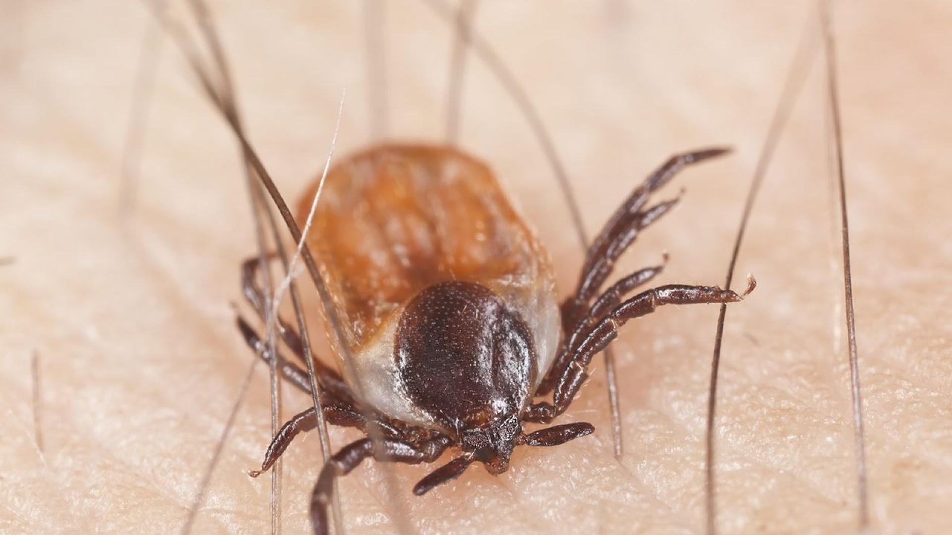 Климатичните промени допринасят за глобалния ръст на Лаймската болест Но