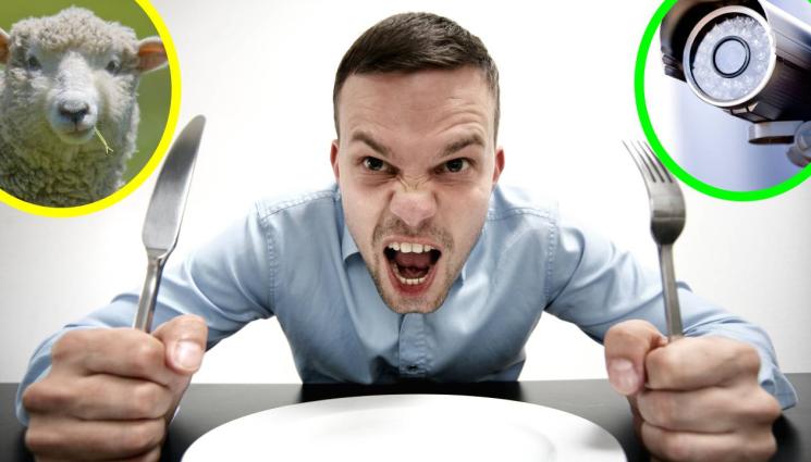 овца - ЗАЖАДНЕЛИ ЗА МЕСЦЕ: Налетяха на стадо овце