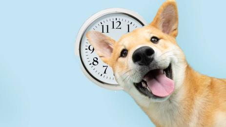 куче часовник