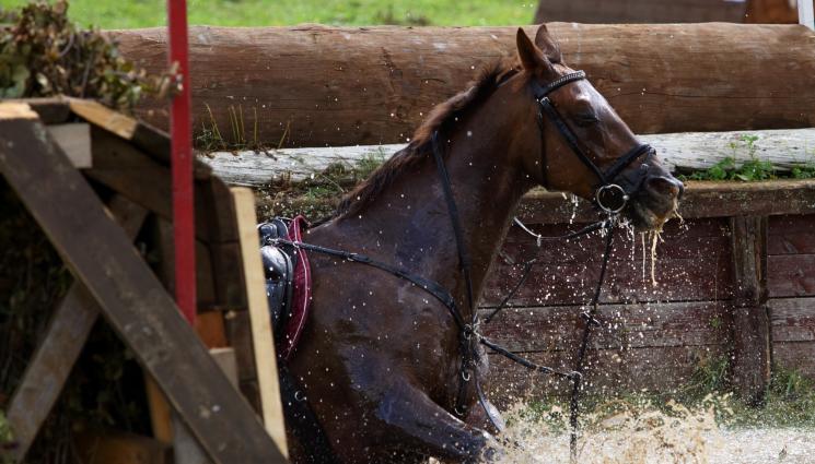 кон - КАТО ПО ЧУДО: Спасиха бедстващ кон