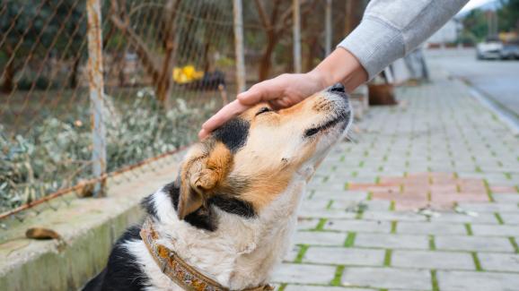 3 неща, които значително могат да подобрят поведението на кучето ви