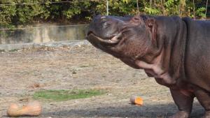 Тиквено забавление за животните в Зоопарк София Хипопотамът Норман и белият носорог