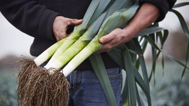 Негово величество празът: Яжте повече за добро зрение, силен стомах и здрави кости