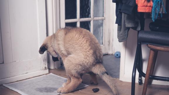 Възможните причини защо кучето ви се изхожда у дома (а до момента не го е правило)