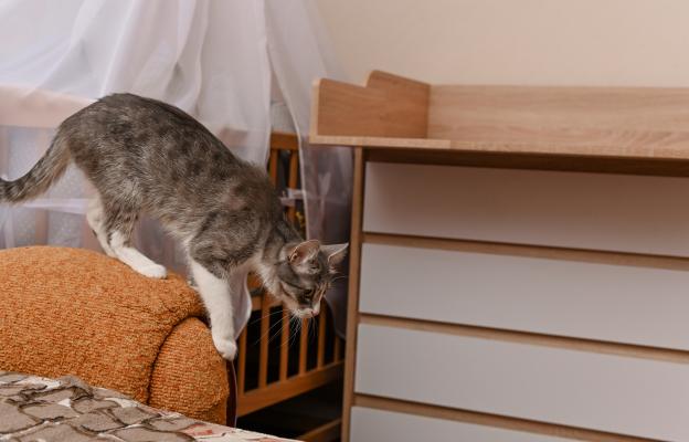котка върху мебели
