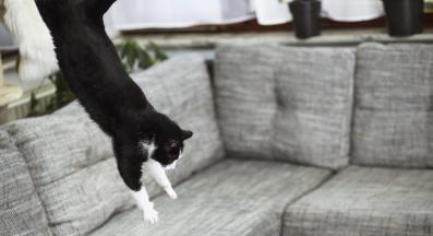 котка върху мебели