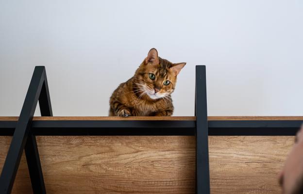 котка върху мебели