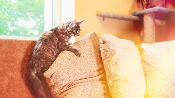 Щастливи и пълноценни ли са домашните котки