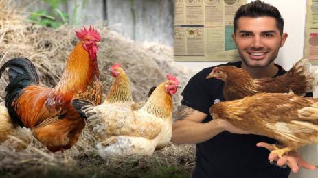 кокошки др Евтимов