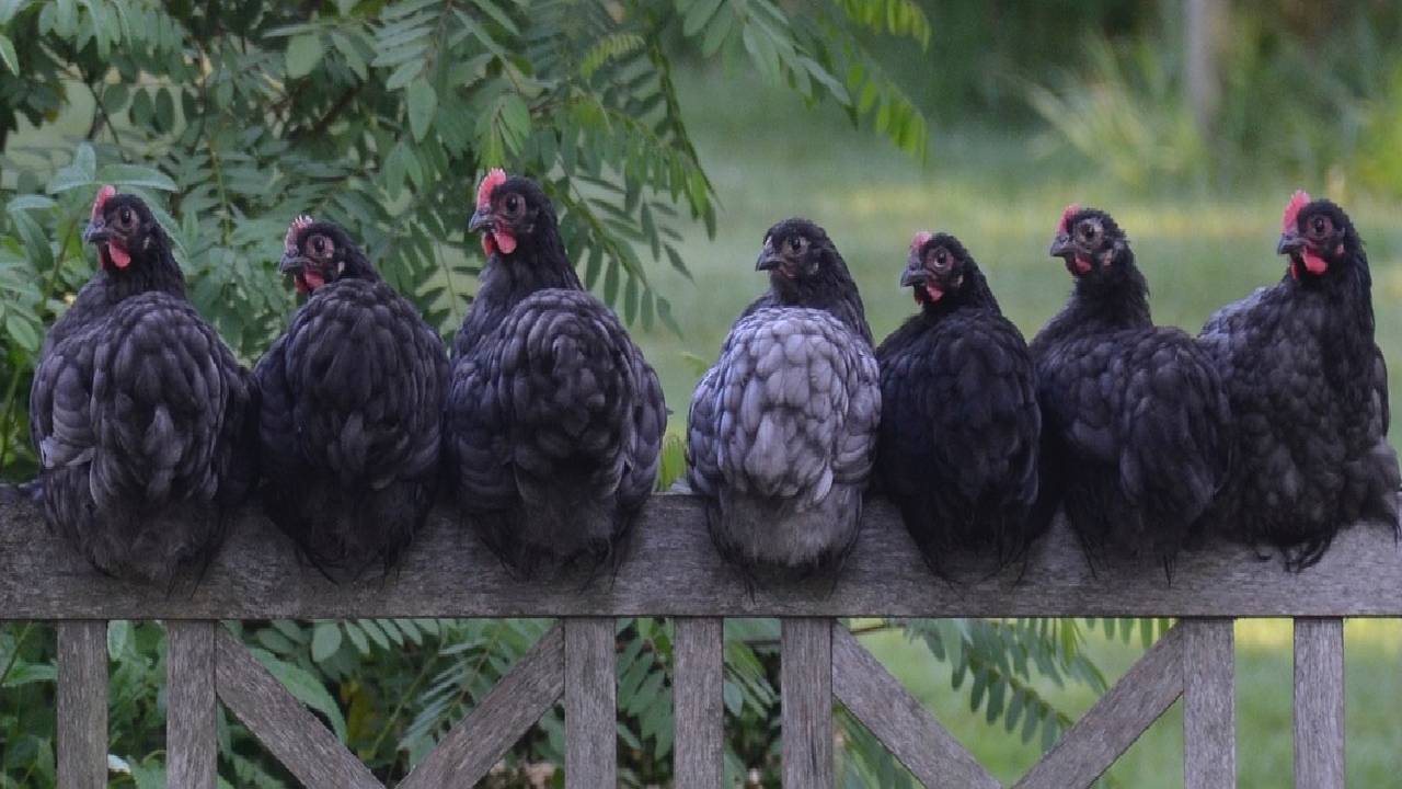 кокшки