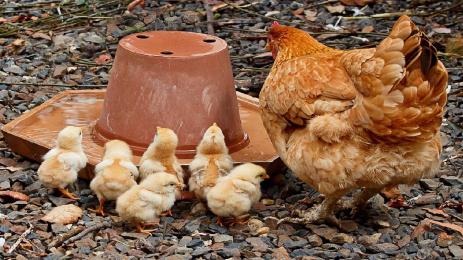 кокошки пилета