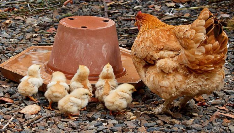 кокошки пилета - ТРАГЕДИЯ: Пак избиват 350 000 пернати, имало птичи грип!