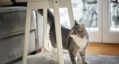 котка у дома