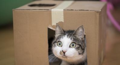 котка играе